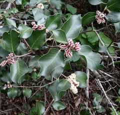 Rhus ovata