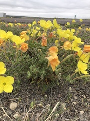Oenothera lavandulifolia