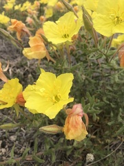 Oenothera lavandulifolia
