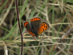 Lycaena phlaeas