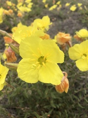 Oenothera lavandulifolia