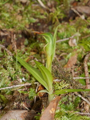 Pterostylis cernua