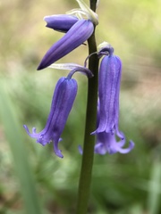 Hyacinthoides non-scripta