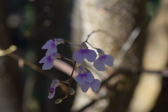 Ionopsis utricularioides