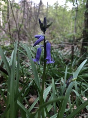 Hyacinthoides non-scripta