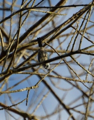 Stilpnia nigrocincta