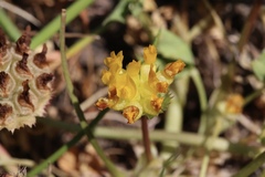 Trifolium jokerstii