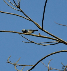 Stilpnia nigrocincta