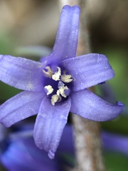 Hyacinthoides non-scripta