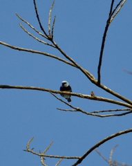 Stilpnia nigrocincta