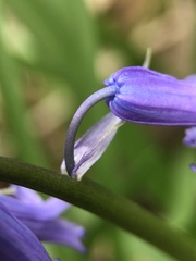 Hyacinthoides non-scripta