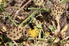 Trifolium jokerstii