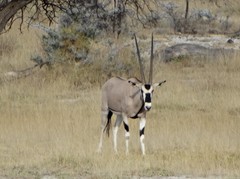 Oryx beisa beisa