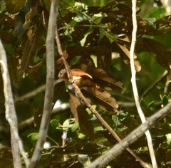 Pachyramphus minor