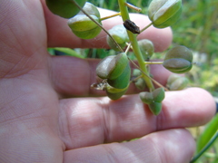 Bellevalia dubia boissieri
