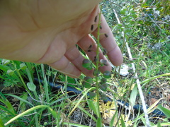 Bellevalia dubia boissieri