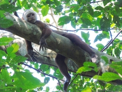 Cebus versicolor