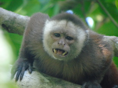 Cebus versicolor