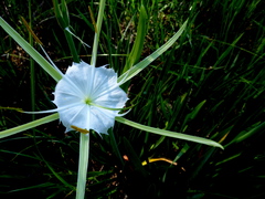 Hymenocallis henryae