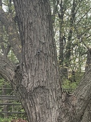 Sitta carolinensis