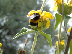 Bombus terrestris dalmatinus