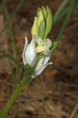 Cephalanthera epipactoides