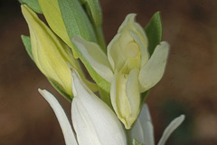 Cephalanthera epipactoides