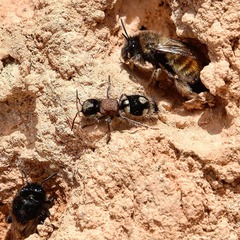 Ronisia barbarula