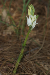 Cephalanthera epipactoides