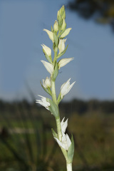 Cephalanthera epipactoides