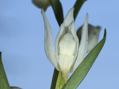 Cephalanthera epipactoides