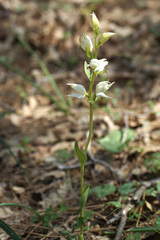 Cephalanthera epipactoides