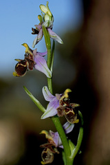 Ophrys fuciflora heterochila