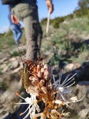 Agapanthia asphodeli