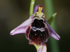 Ophrys reinholdii