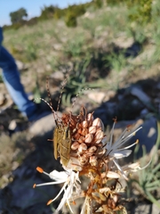 Agapanthia asphodeli