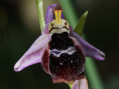 Ophrys reinholdii