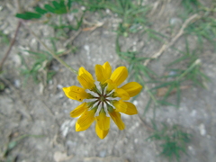 Securigera securidaca