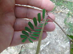 Securigera securidaca