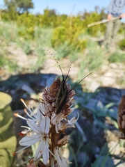 Agapanthia asphodeli