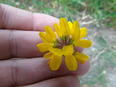 Securigera securidaca