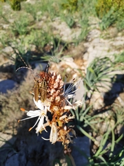 Agapanthia asphodeli