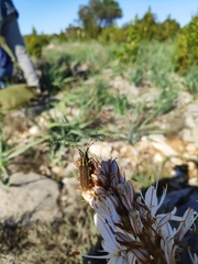 Agapanthia asphodeli