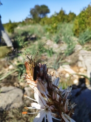 Agapanthia asphodeli