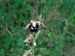 Ophrys reinholdii