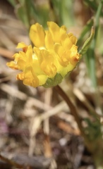 Trifolium jokerstii