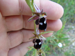Ophrys reinholdii