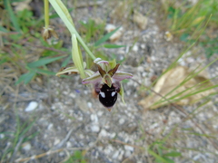 Ophrys reinholdii
