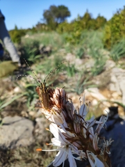 Agapanthia asphodeli