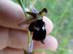 Ophrys reinholdii